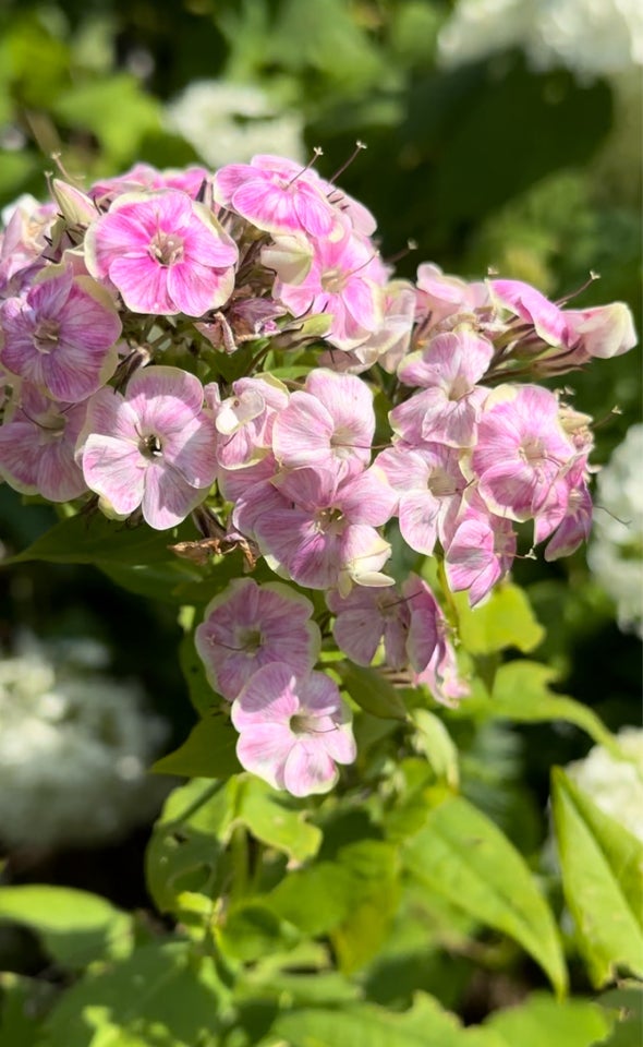 Staude Phlox