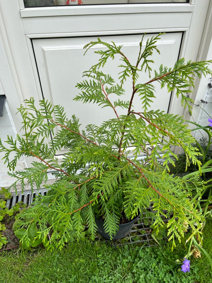 Thuja Stedsegrøn