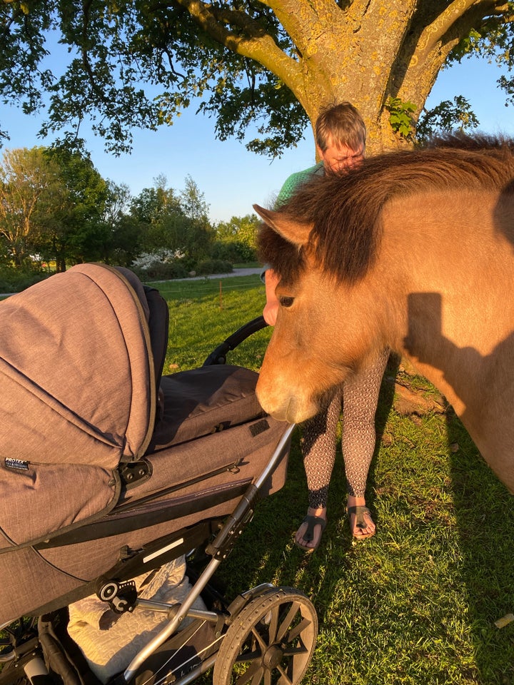 Islænder hoppe 4 år