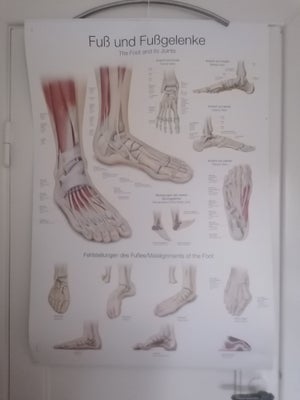 Anatomisk plakat Erler Zimmer