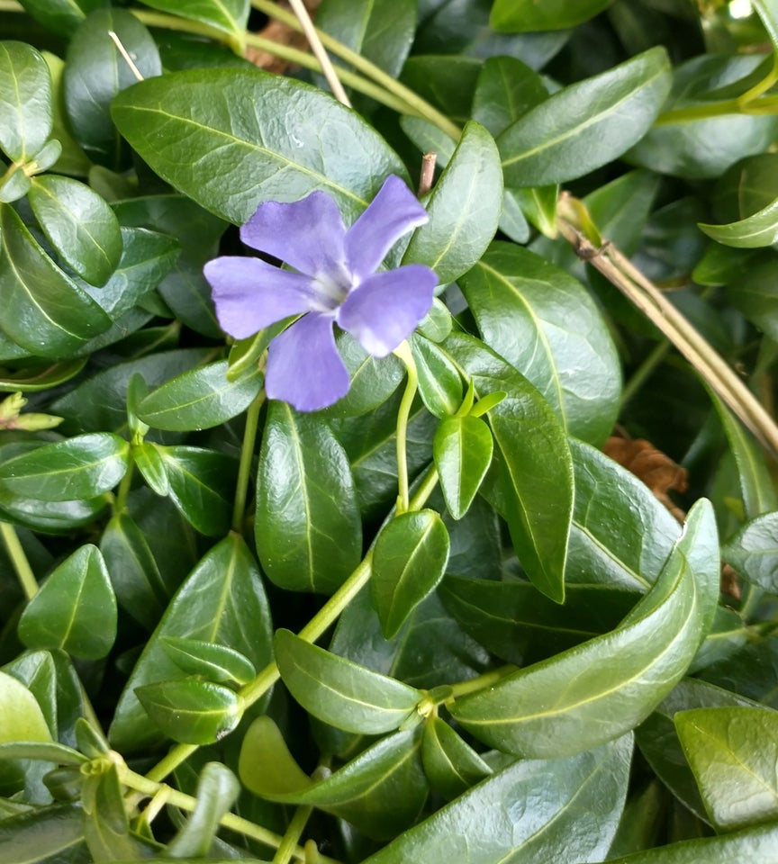 Bunddække, Vinca minor