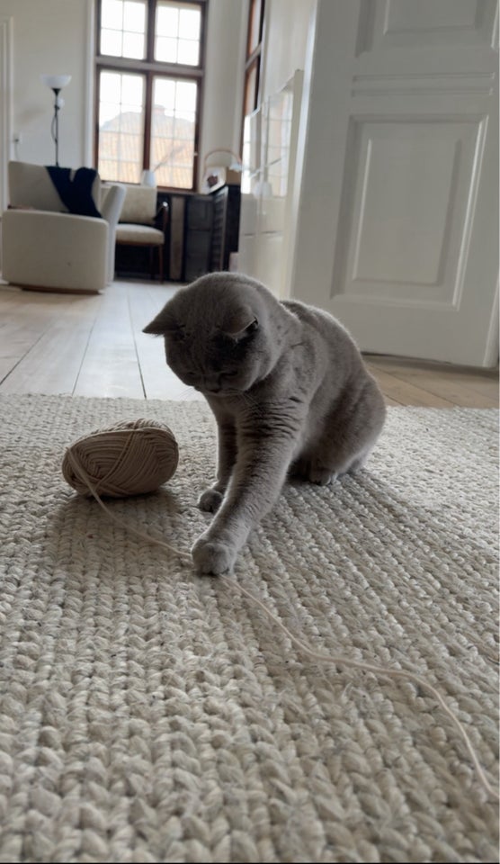 British Shorthair hunkat 2 år