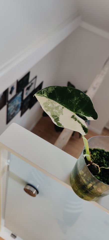 Indendørs plante, Alocasia Frydek