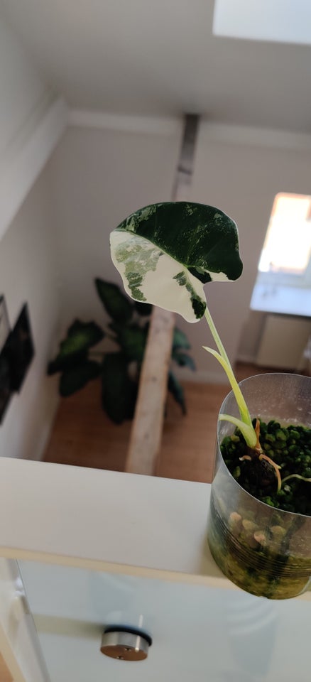 Indendørs plante, Alocasia Frydek