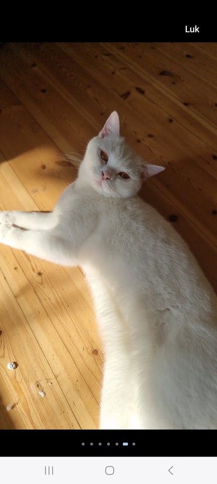 British Shorthair, hunkat, 3 år