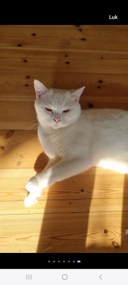 British Shorthair, hunkat, 3 år