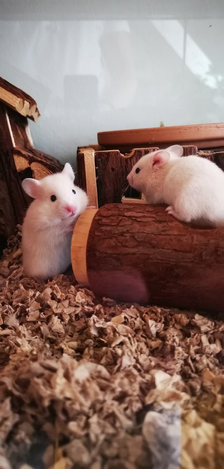 Hamster Guldhamster 0 år