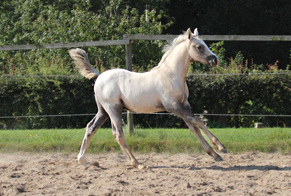 Pony - andre, hingst, 0 år