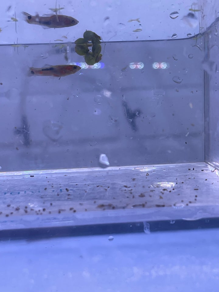 Guppy endlers campoma n28, 50 stk.