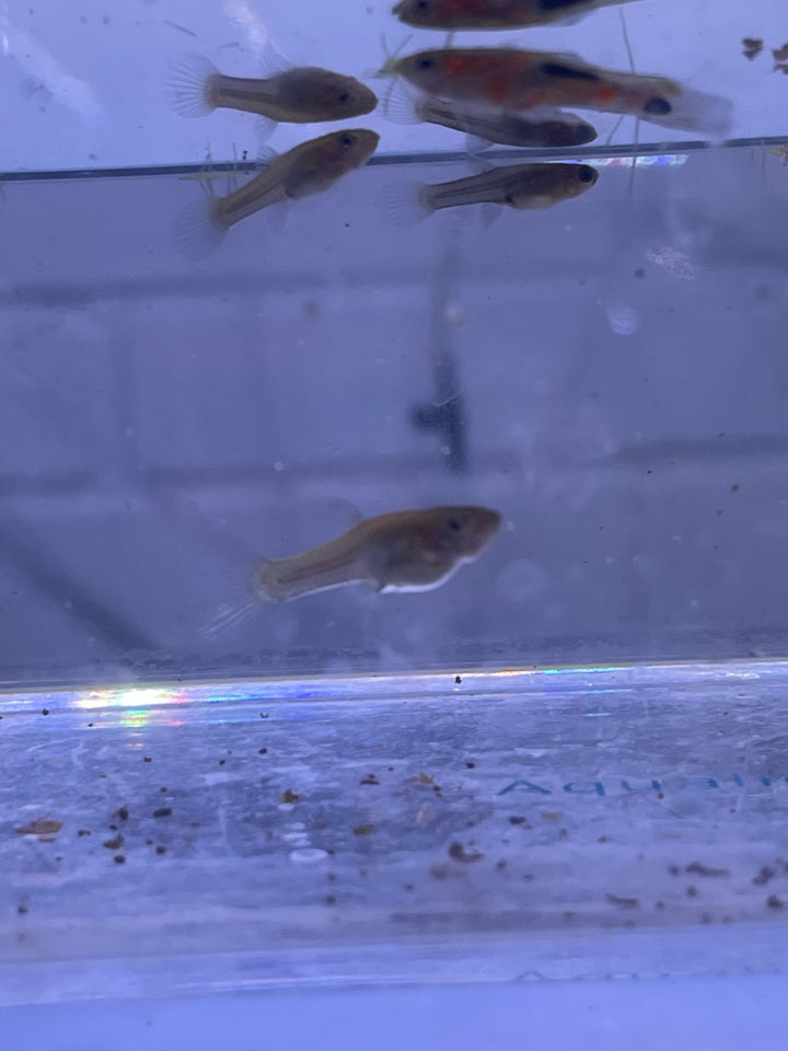 Guppy endlers campoma n28, 50 stk.