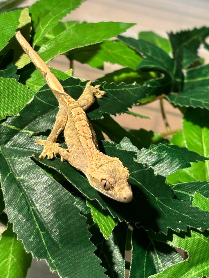 Gekko, Kronegekko