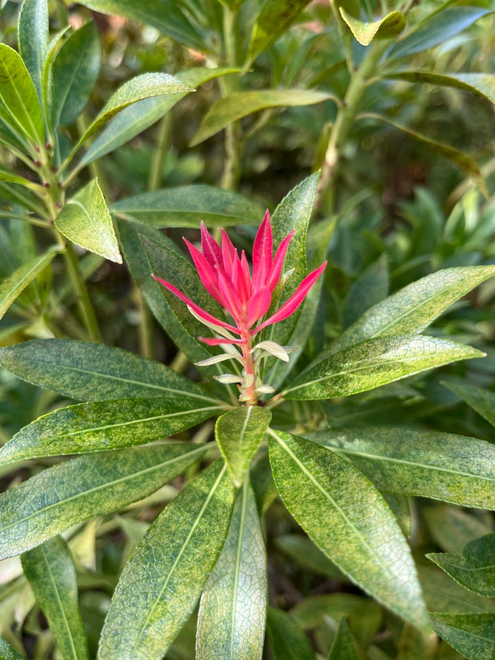 Pieris, Jap og sarabande