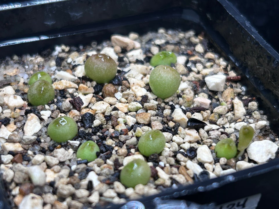 Pseudolithos migiurtinus FRØ