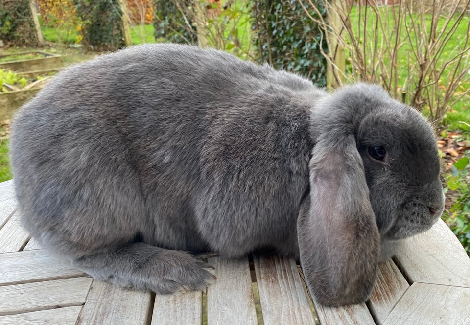 Kanin, AVLSKLAR FRANSK VÆDDER HUN