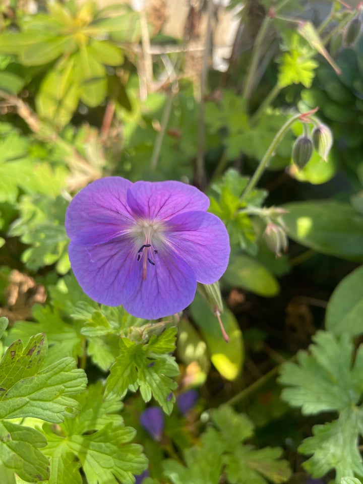 Stauder Storkenæb/ Geranium/