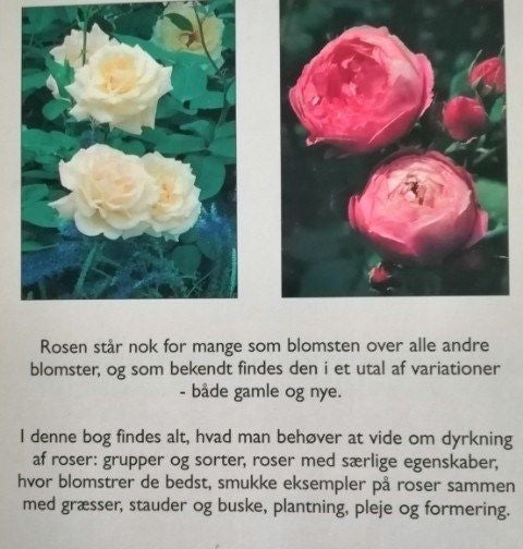 Roser -udvalgte sorter til store og