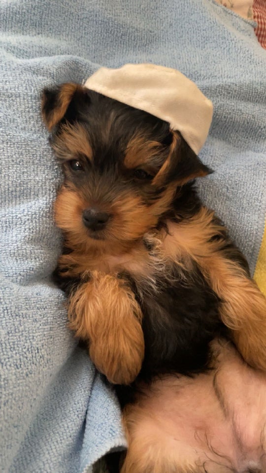 yorkshire terrier hvalpe