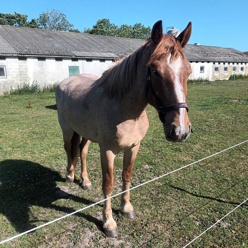 Blanding, vallak, 4 år