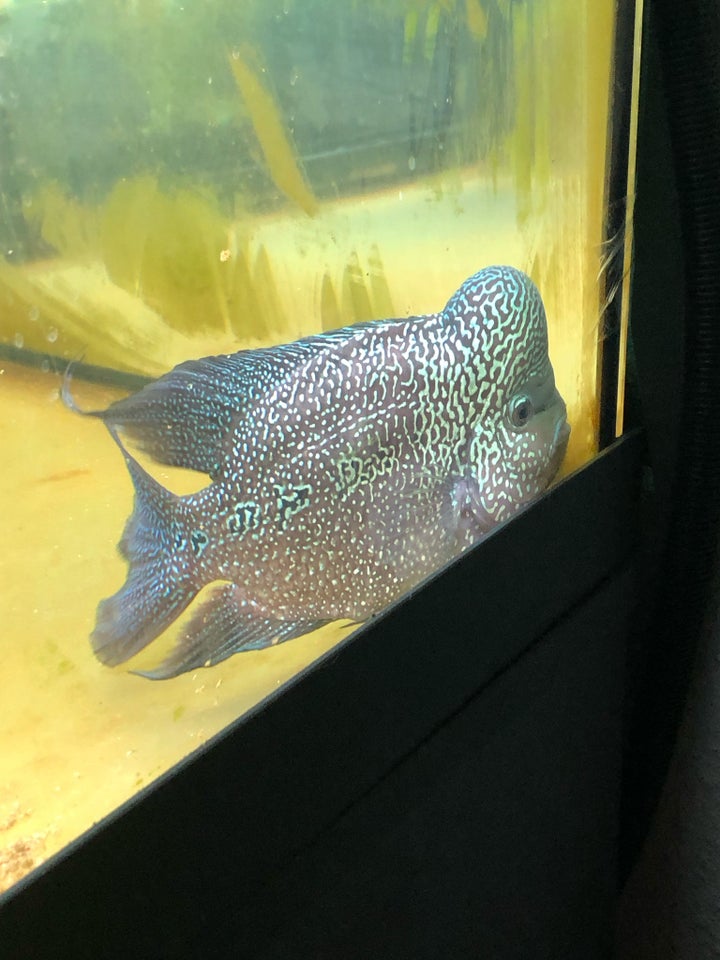 Flowerhorn, 1 stk.