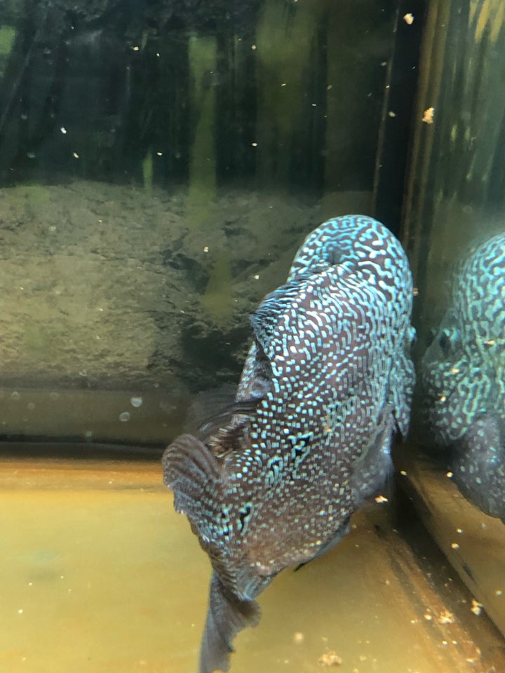 Flowerhorn, 1 stk.