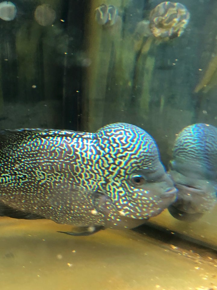 Flowerhorn, 1 stk.