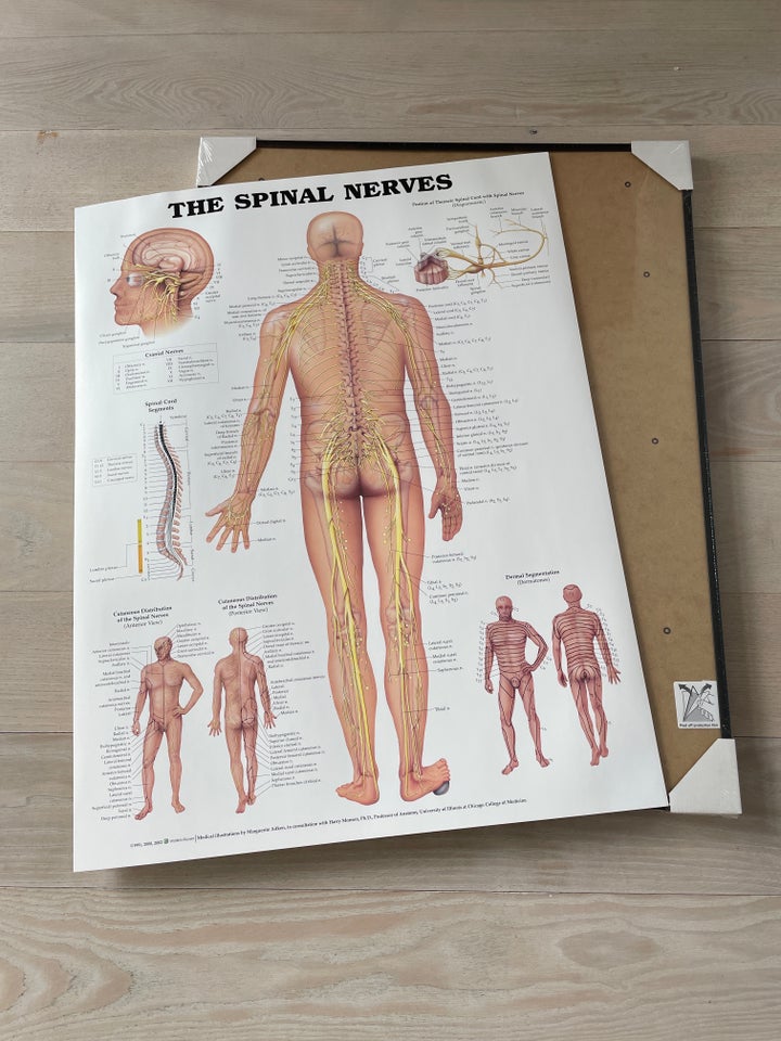 Plakat motiv: The spinal nerves