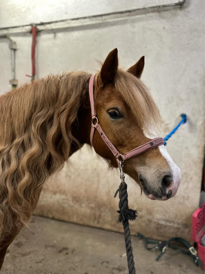 Welsh, hoppe, 8 år