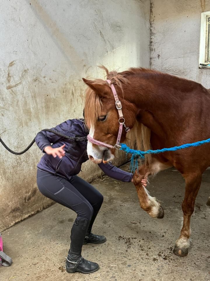 Welsh, hoppe, 8 år