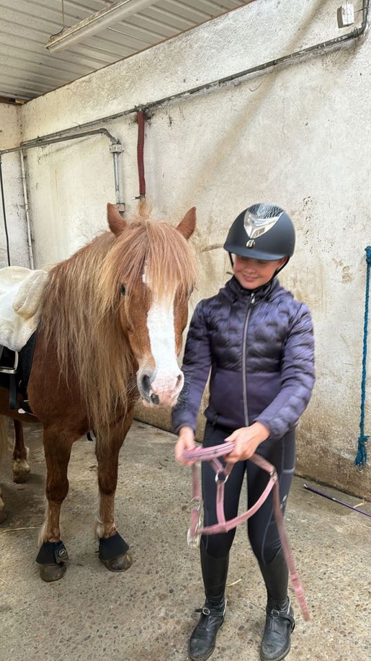 Welsh, hoppe, 8 år