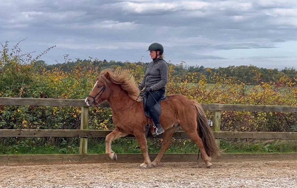 Islænder, vallak, 8 år