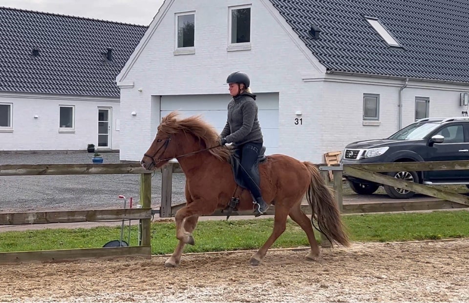 Islænder, vallak, 8 år