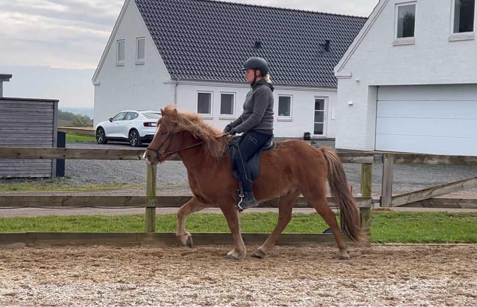 Islænder, vallak, 8 år