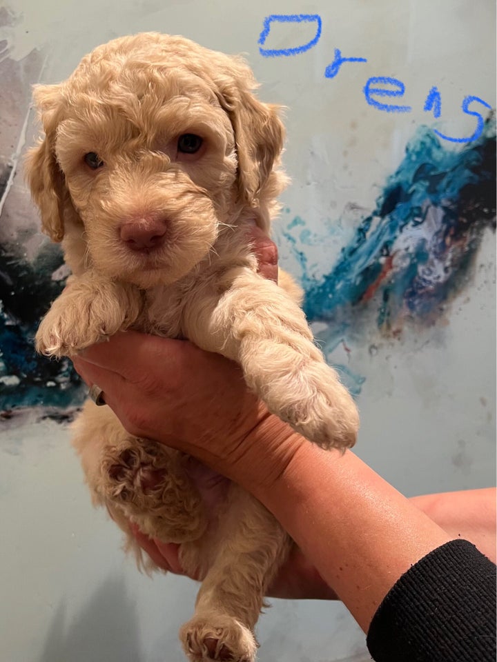 Mellem labradoodle  hvalpe 5 uger