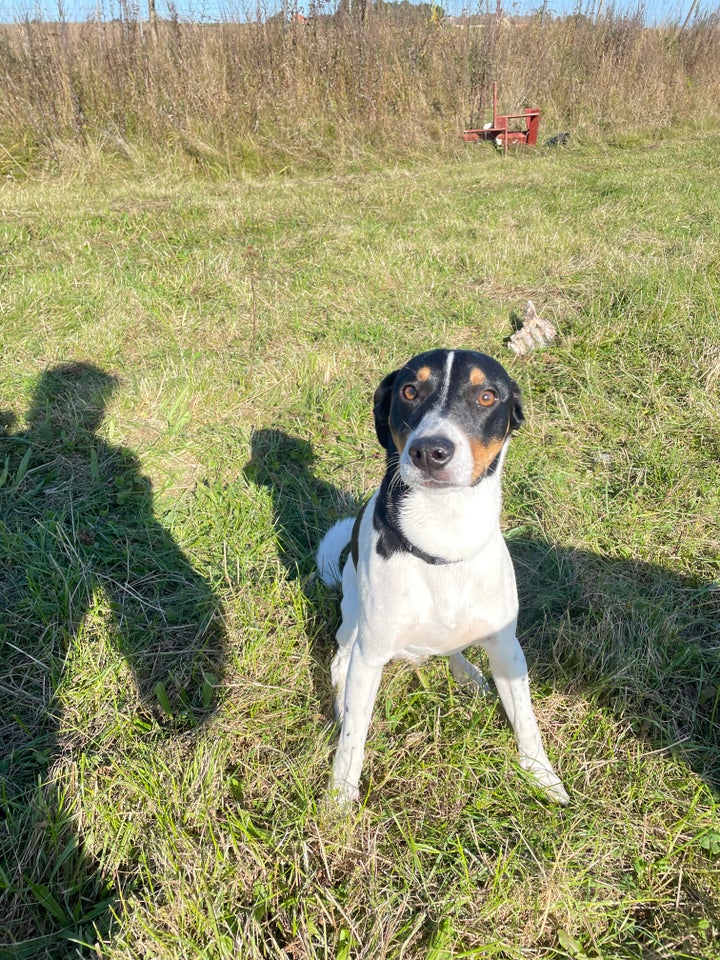 Dansk svensk gårdhund 6mdr