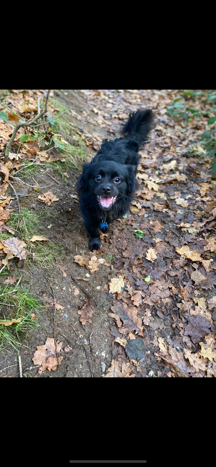 Chihuahua/tibetansk spaniel,