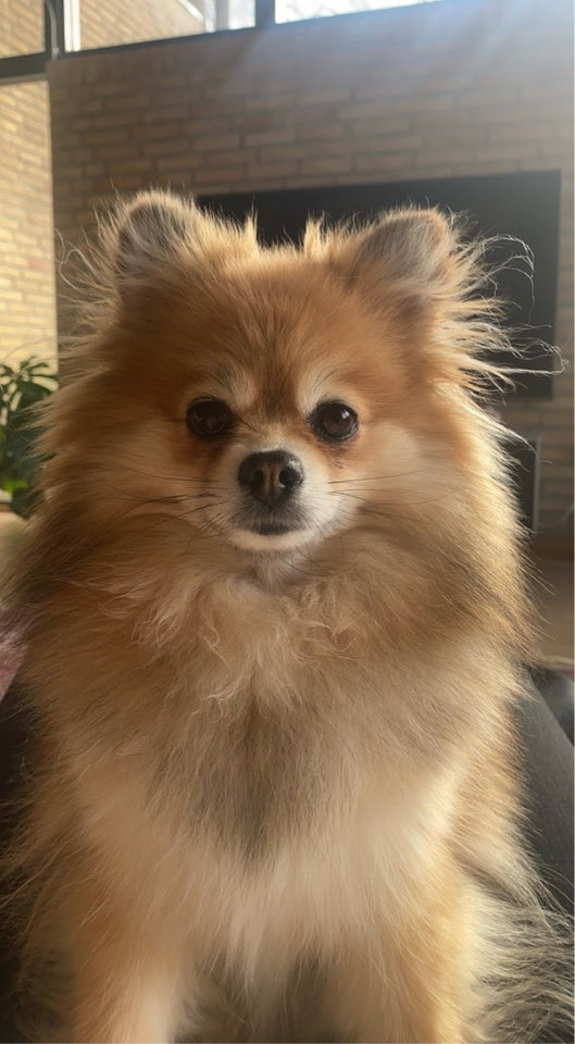 Pomeranier , hund, 4 år