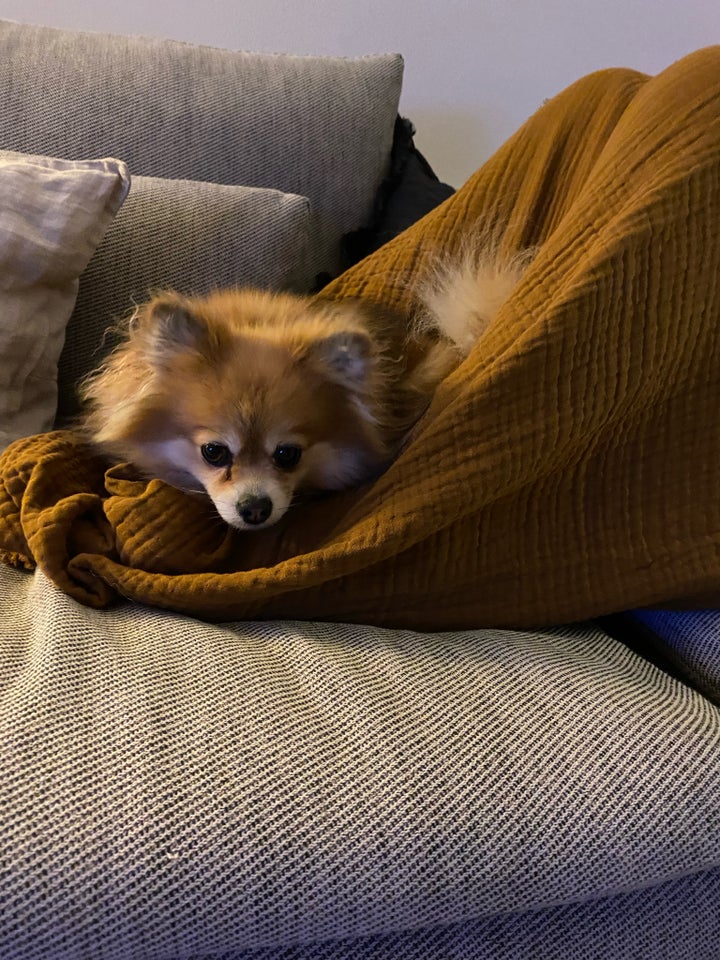 Pomeranier , hund, 4 år