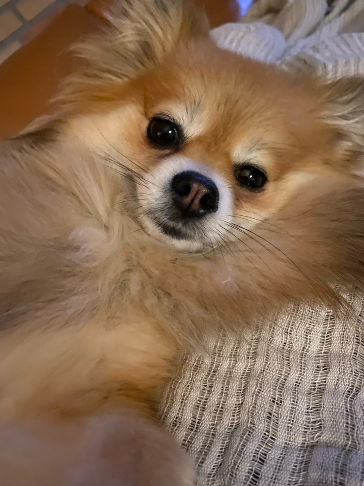 Pomeranier , hund, 4 år