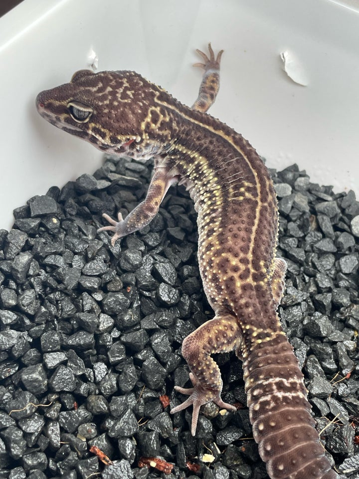 Gekko Leopardgekko