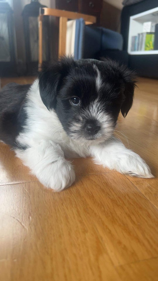 Shih tzu/Coton de Tulear hvalpe 8