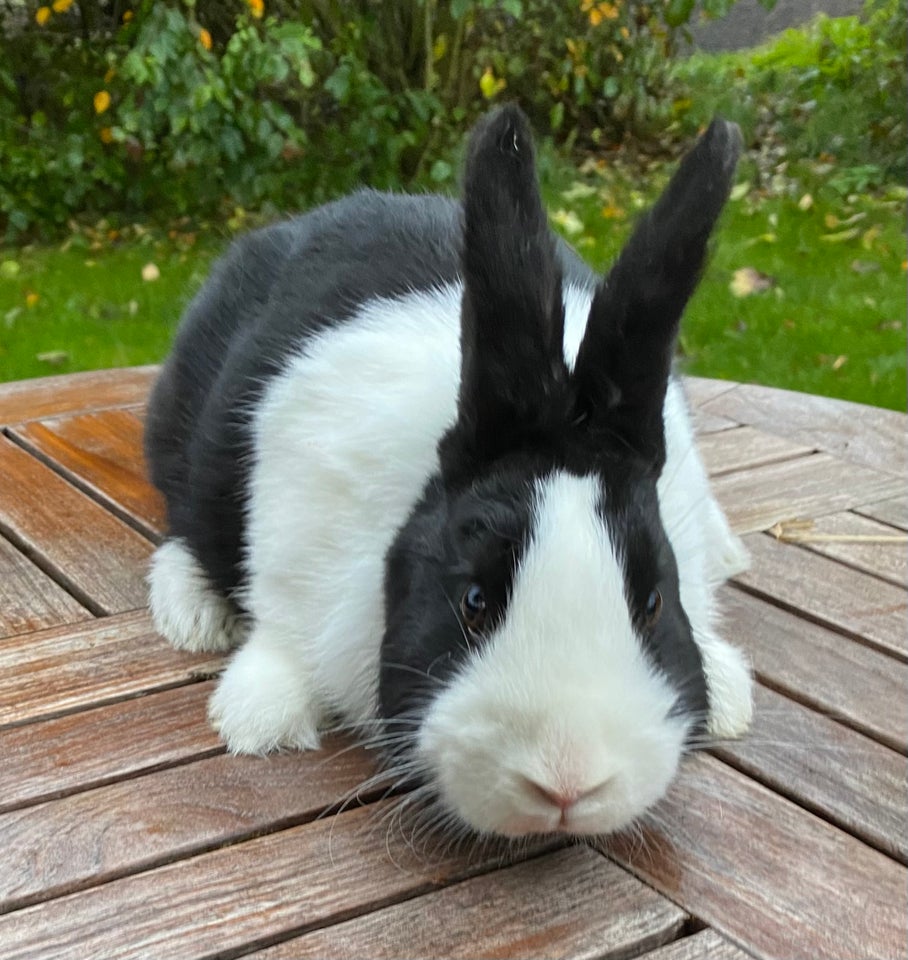 Kanin, HOLLÆNDER HUN SORT, 0 år