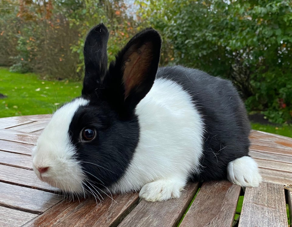 Kanin, HOLLÆNDER HUN SORT, 0 år