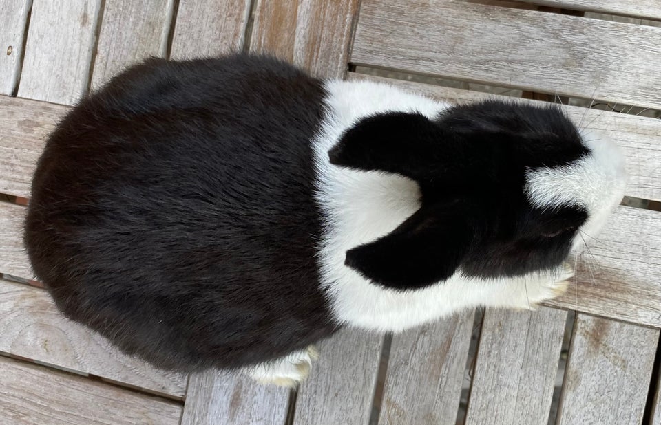 Kanin, HOLLÆNDER HUN SORT, 0 år