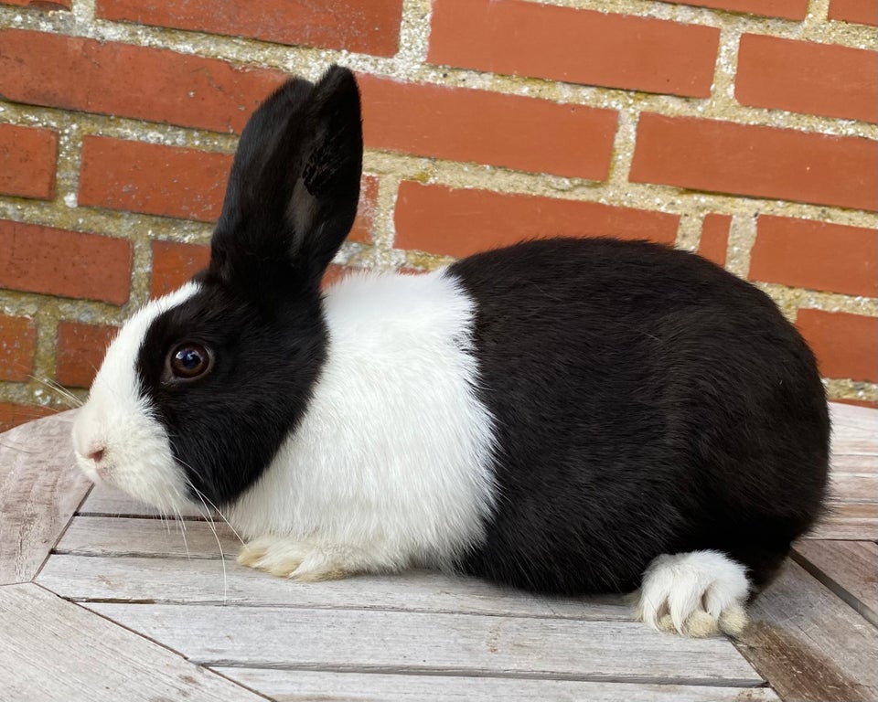 Kanin, HOLLÆNDER HUN SORT, 0 år