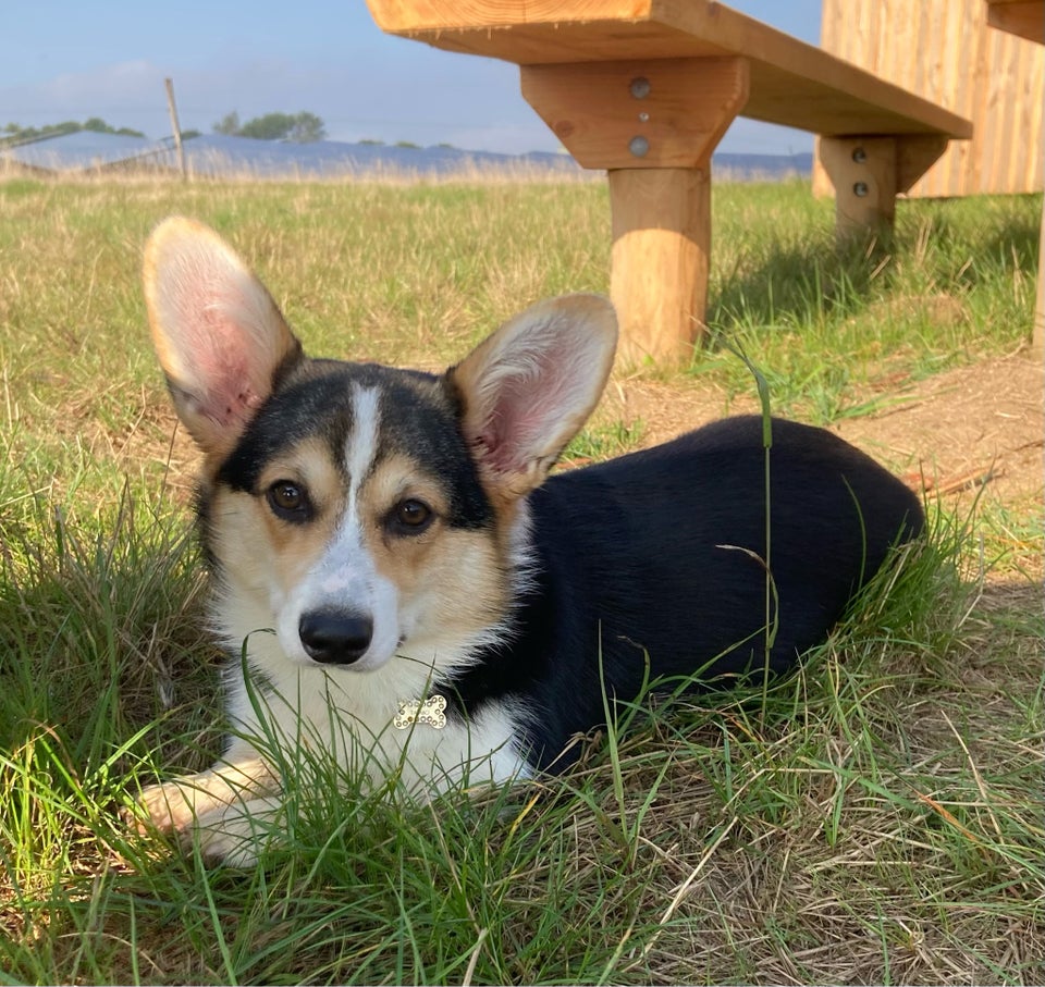 Welsh corgi pembroke, tæve, hvalp