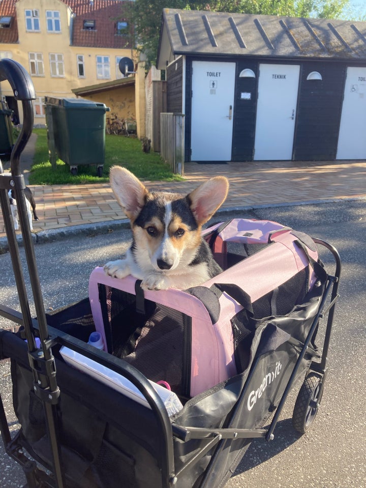 Welsh corgi pembroke, tæve, hvalp