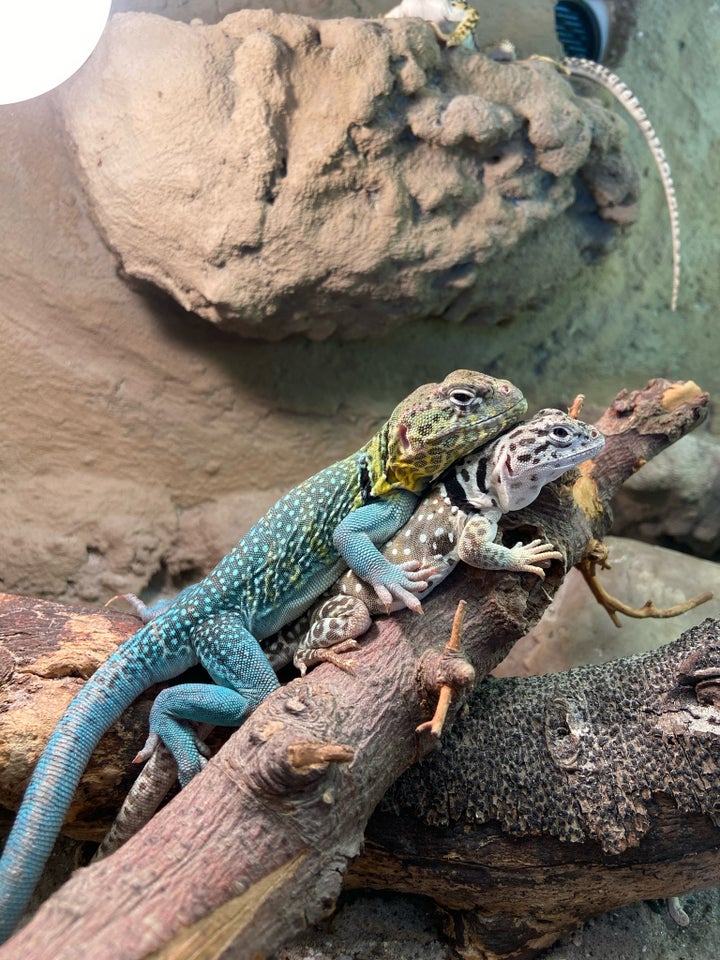 Leguan Halsbåndsleguan