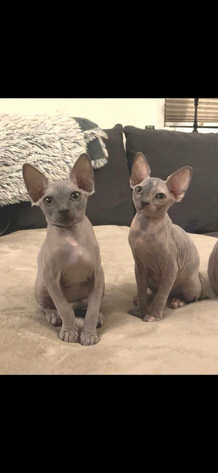 Flere killinger, Canadian Sphynx,