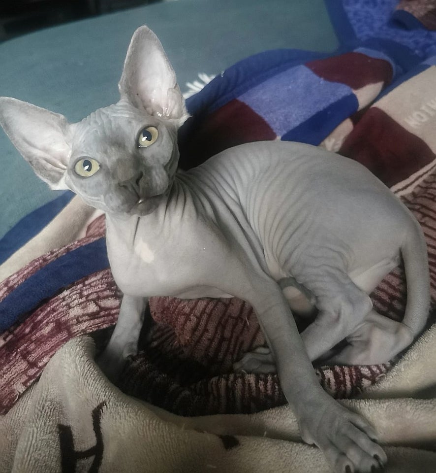 Flere killinger, Canadian Sphynx,