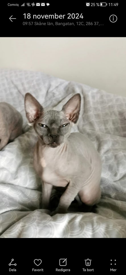 Flere killinger, Canadian Sphynx,